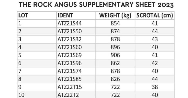 The Rock Angus - Angus Bulls For Sale - Heifers - Angus Cattle